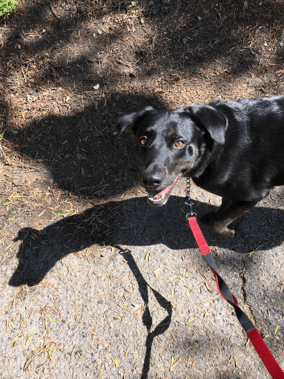 Dog enjoying an outdoor walk