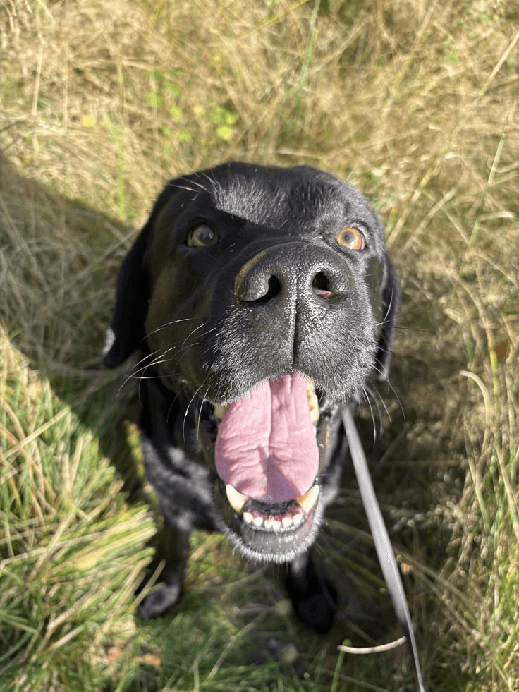 Dog portrait outdoors