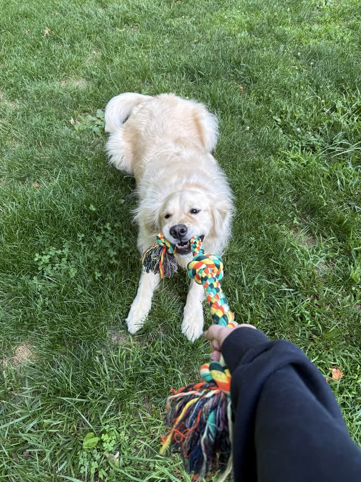 Dog being professionally groomed